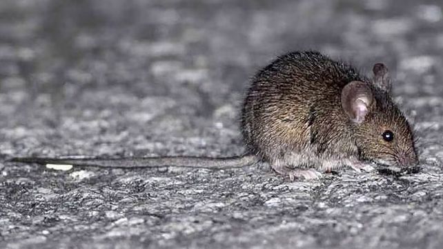 Se confirmó el fallecimiento de un paciente a causa de leptospirosis en Victoria y habría otros dos casos en estudio.