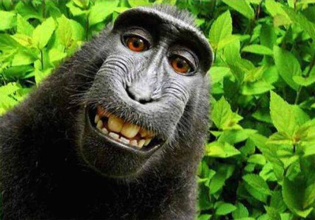 Lo dijo un juez: este mono no tiene derechos de autor sobre su selfie