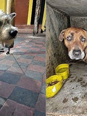 Caseros: investigan a un hombre por dispararle a un perro y atropellarlo con una camioneta