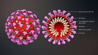Alerta: detectan en Argentina la nueva cepa Manaos del virus de Covid-19