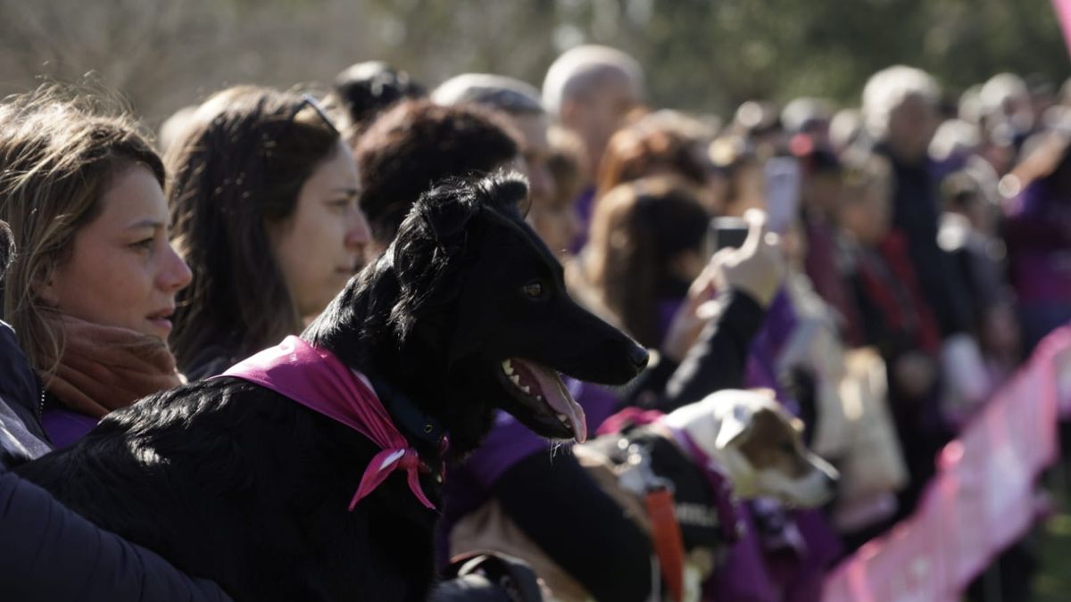 Una caminata con garra: familias enteras y sus mascotas se sumaron al Mascotón