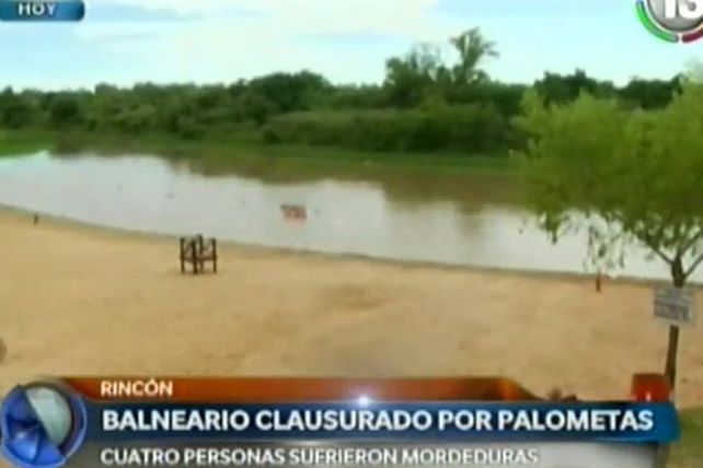 Rincón: tras el ataque de palometas, cerraron el ingreso al balneario