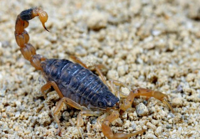 Salud brindó recomendaciones frente a la presencia de alacranes