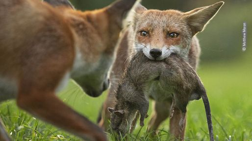 Las imágenes finalistas del Wildlife Photographer of the Year