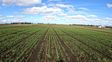Buenas lluvias, costos en alza: el trigo 2026 promete pero no perdona errores