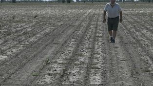 En la zona de Rosario y hacia el sur, la siembra de maíz se ha cortado por la falta de humedad y las aplicaciones se están atrasando.