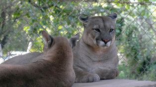 El puma encontrado en Laguna Paiva está alojado en la Granja La Esmeralda