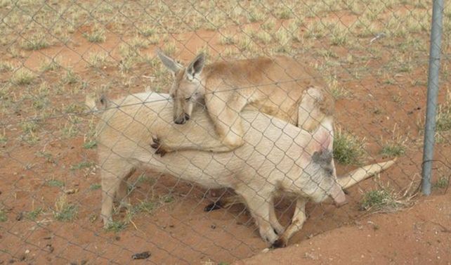 Amor pirata: una cerdita y un canguro muy enamorados en Australia