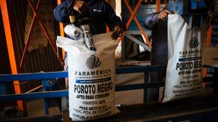 Paramérica es líder en exportación de poroto negro y en los últimos años viene apostado a diversificar el negocio.
