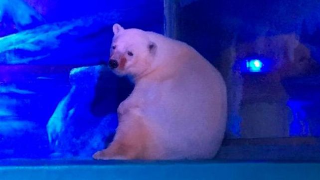 El oso polar más triste del mundo vive en un centro comercial
