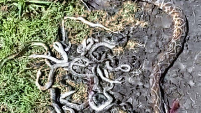 El ejemplar de yarará tenía 20 crías en su interior.