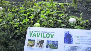 El instituto que guarda las semillas de las plantas perdidas