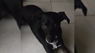 Lolo no vuelve: suspendieron la restitución de un perro que sufrió abuso sexual