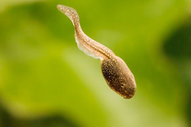 ¿El estrés puede cambiar la forma del cuerpo?