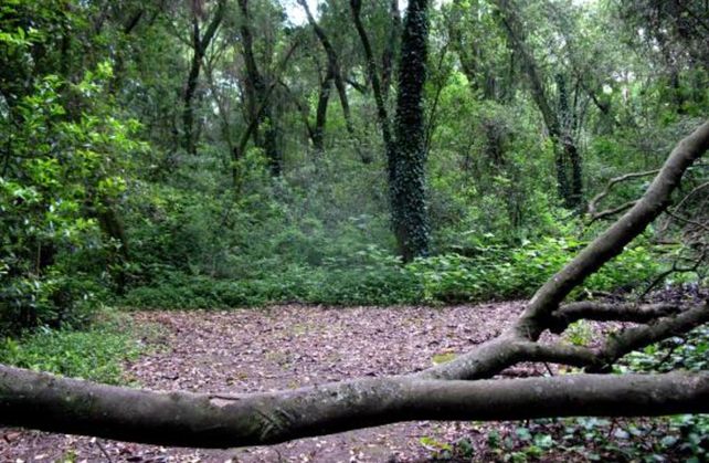Durante los rastrillajes por Anahí se encontraron 8 cuerpos