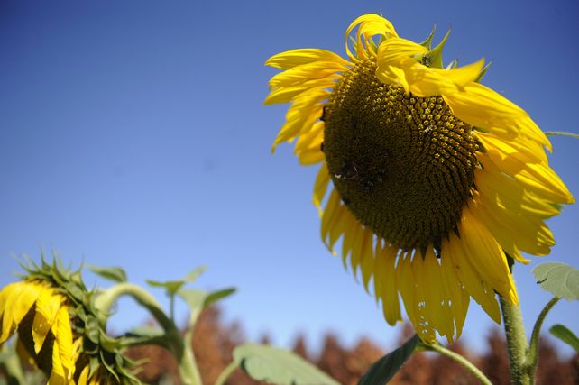 Quién es el ganador del primer lote de girasol 2022/23