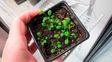 Descubren el gen que pone un freno a la absorción de nitrógeno en las plantas
