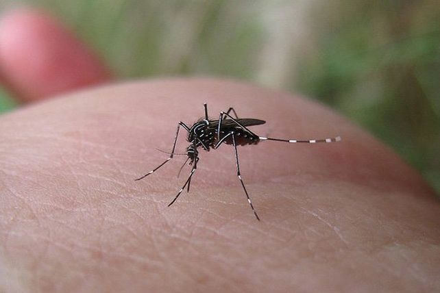 Las 10 cosas que provocan que los mosquitos te piquen