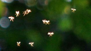 Exponen fotos de raras figuras con alas que lucen como hadas