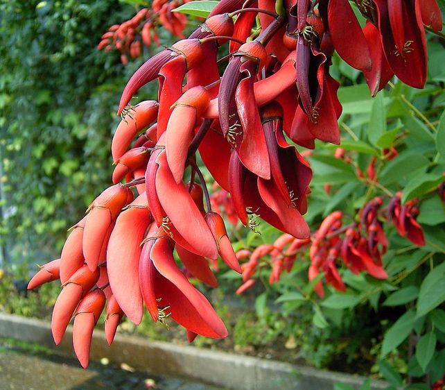 Las flores del árbol de ceibo