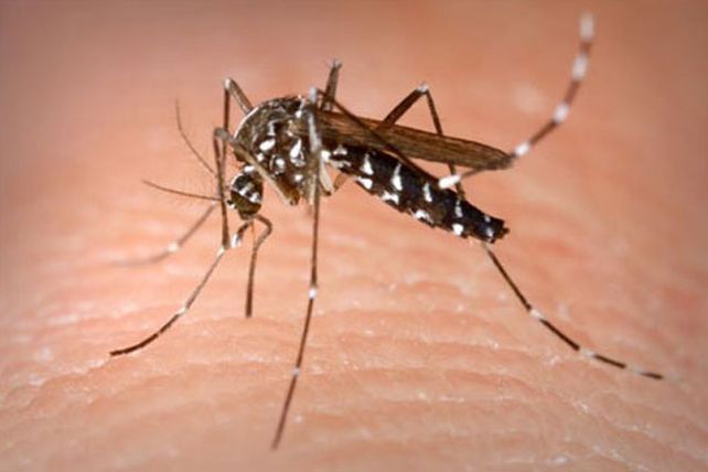 Cómo evitar que los mosquitos te piquen en verano