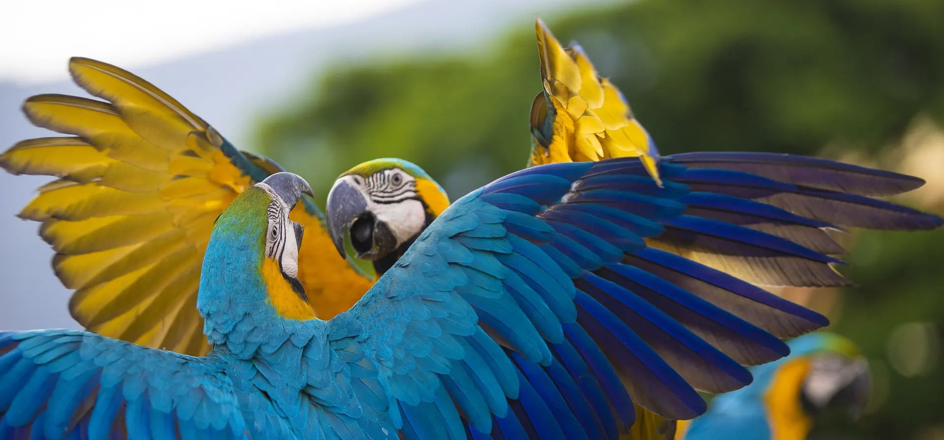 Caracas, Venezuela. Guacamayos azules y amarillos salvajes (Ara araurana). Los entusiastas de las aves en la ciudad alimentan a los loros y protegen sus nidos, así como los ayudan a adaptarse al entorno urbano. El miércoles es el Día Mundial del Loro. Fotografía: Agencia Anadolu/Getty Images Caracas, Venezuela. Guacamayos azules y amarillos salvajes (Ara araurana). Los entusiastas de las aves en la ciudad alimentan a los loros y protegen sus nidos, así como los ayudan a adaptarse al entorno urbano. El miércoles es el Día Mundial del Loro. Fotografía: Agencia Anadolu/Getty Images