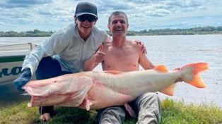 La hazaña de pescadores entrerrianos: capturaron un surubí albino de 50 kilos y lo devolvieron al río