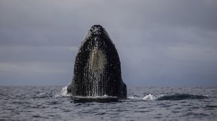 La ballena jorobada fue retratada por el padre de la víctima en un video que se volvió viral