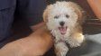 Paraná: recuperaron un caniche que había sido robado