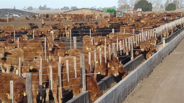 Disponen de refinanciación de deudas para productores ganaderos