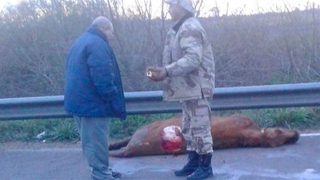 Chocaron un ternero muerto en plena ruta 14