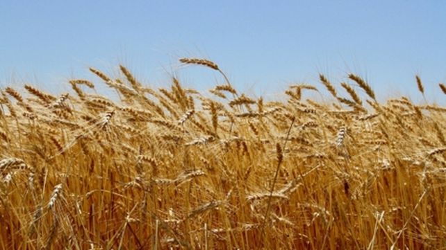 Tendencia. En los &uacute;ltimos cinco a&ntilde;os Argentina duplic&oacute; su producci&oacute;n de trigo.&nbsp;