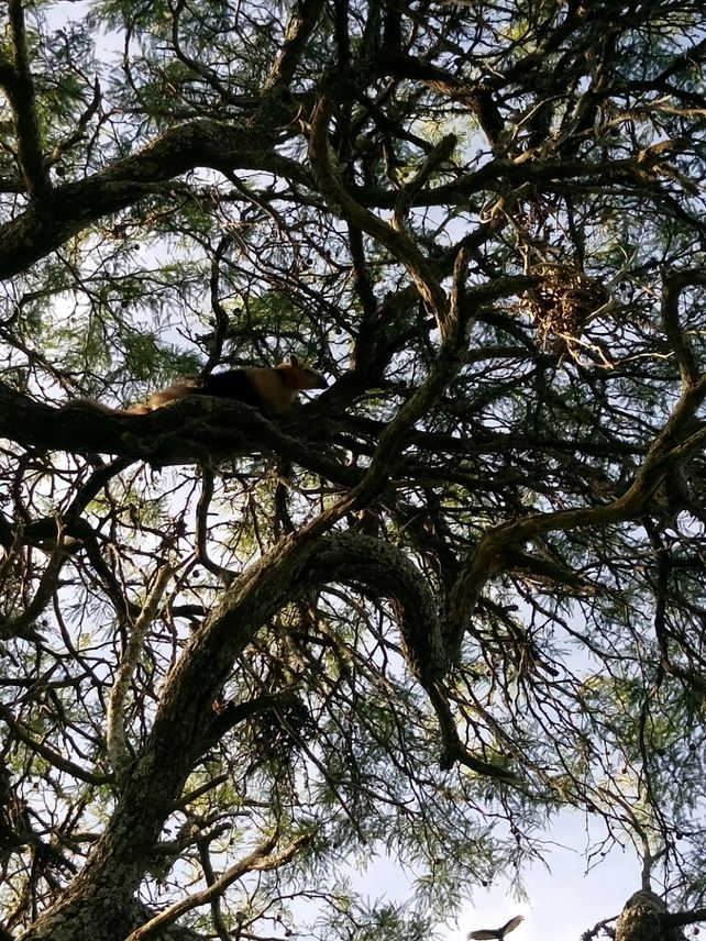 Un santafesino encontró a un oso hormiguero frente a su casa