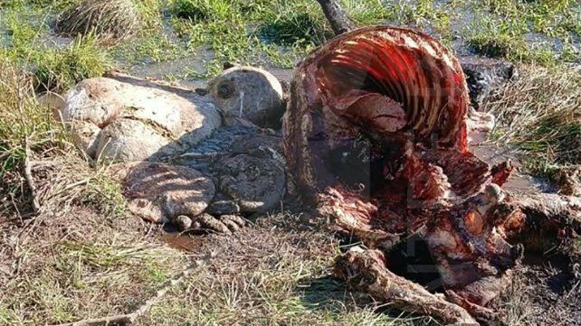 Reiterados hechos de robo y faena clandestina de animales en cercanías de Bovril