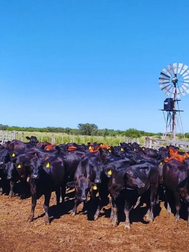 Campos ganaderos: nuevo boom y suba de precios