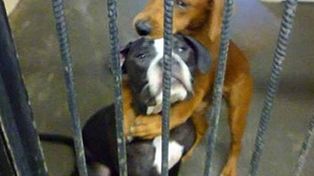 El conmovedor abrazo de dos perras en un refugio las salvó de ser sacrificadas