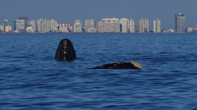 El avistamiento de ballenas, una actividad que cada vez concita más atención en Uruguay