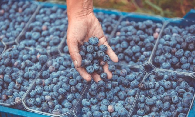 Desarrollo. La producción de arándanos creció significativamente. Investigan hongos que ayudan al cultivo.