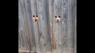 Dos perros se volvieron virales por la forma en que reciben a su dueña