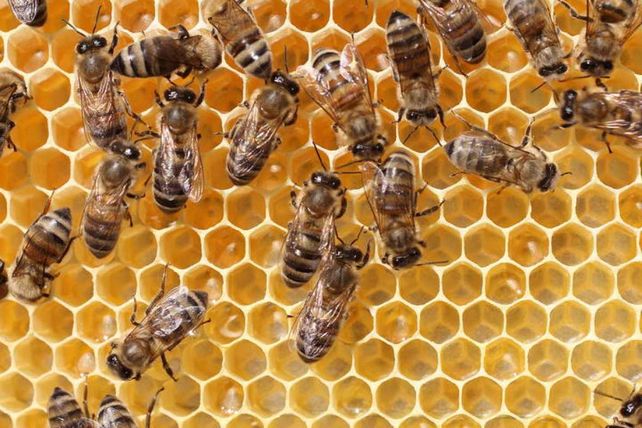 abejas