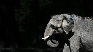 La elefanta Pupy entrena para mudarse del Ecoparque porteño a Brasil
