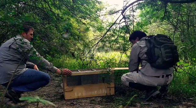 liberacion cardenales