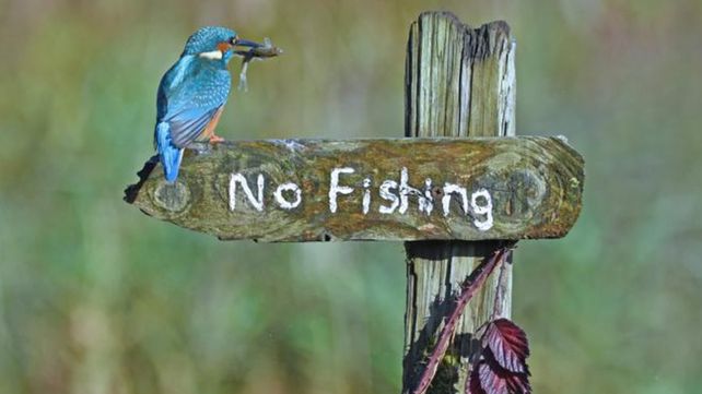 Las divertidas imágenes  del Comedy Wildlife Photography Awards 2020