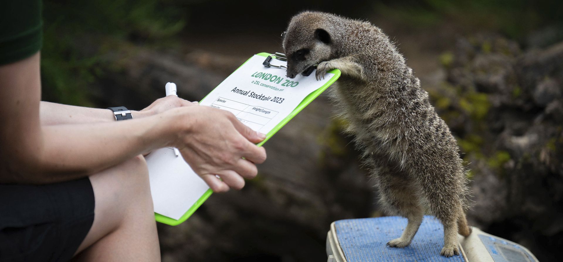 Una suricata durante el pesaje anual del Zoológico de Londres, en Londres, el jueves 24 de agosto de 2023. (James Manning/PA vía AP) Una suricata durante el pesaje anual del Zoológico de Londres, en Londres, el jueves 24 de agosto de 2023. (James Manning/PA vía AP)