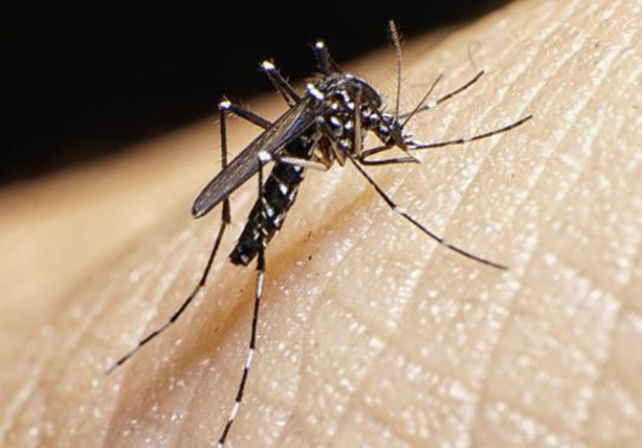 Probable caso de zika en la provincia de Santa Fe