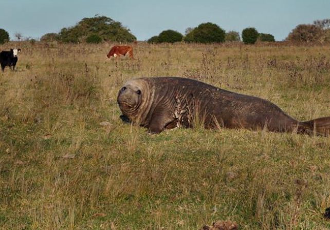 La insólita travesía de un elefante marino que fue encontrado en un campo