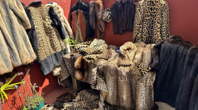 Tráfico ilegal de fauna en Villa Urquiza: un allanamiento reveló 227 ejemplares de especies protegidas convertidos en moda