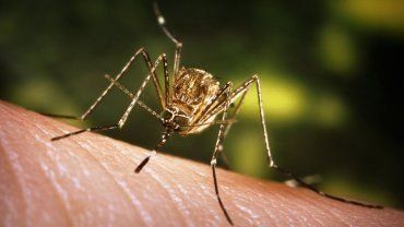 El primer caso de Chikungunya en la ciudad corresponde a un hombre de 27 años.