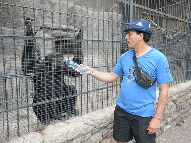 Zoo de Mendoza: murió el chimpancé Charly y una jauría mató a 25 ñandúes