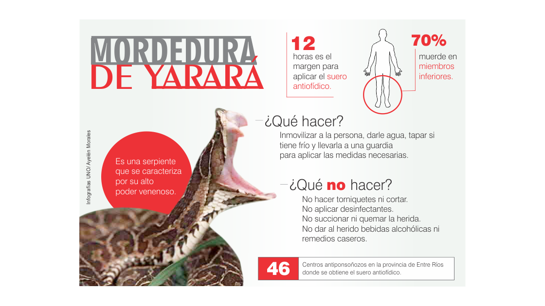 Qué Hacer Ante Una Mordedura De Serpiente Venenosa 